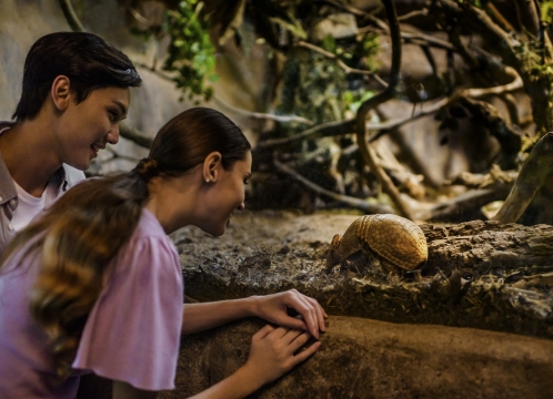 ナイトサファリ